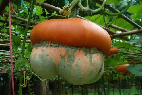 吃瓜群众看瓜地,揭秘娱乐圈幕后风云