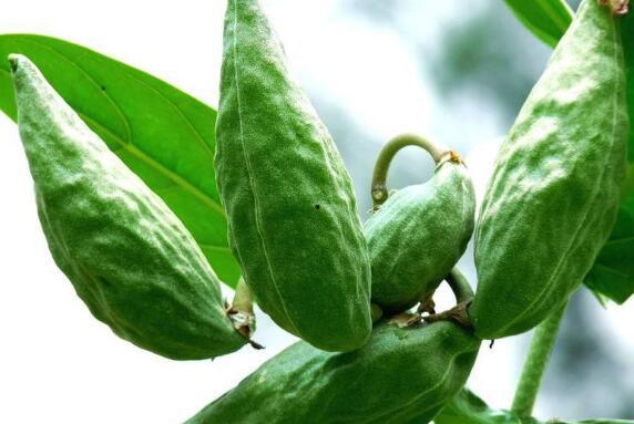 月经可以吃角瓜,角瓜助力健康调理