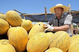 热天吃哈密瓜,哈密瓜的清凉诱惑