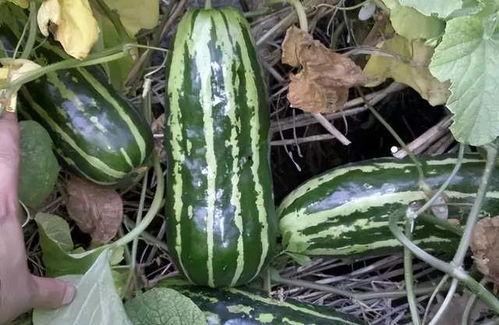 大田中学吃瓜,揭秘校园里的“瓜田”风云