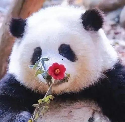 吃瓜群众的熊猫花花,吃瓜群众的欢乐源泉