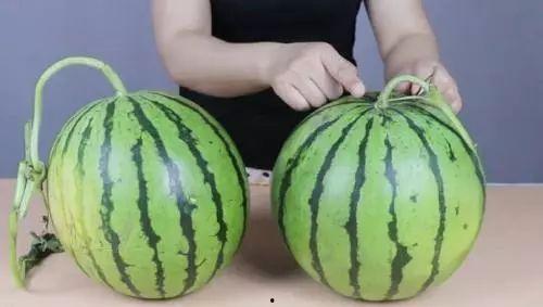 吃瓜的挑瓜方法,揭秘吃瓜达人挑瓜绝技