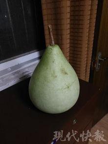 吃瓜死亡瓜,揭秘“吃瓜死亡瓜”背后的真相