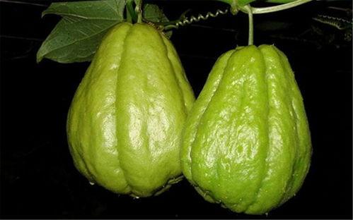 小朋友吃的佛手瓜图片,甜蜜滋味开启健康生活之旅