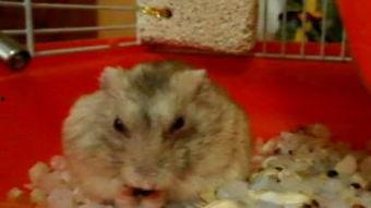 仓鼠吃瓜的声音,揭秘仓鼠吃瓜的独特乐章