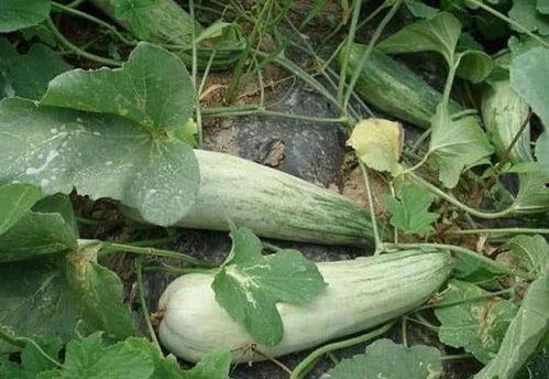 吃酥瓜减肥,轻松享瘦的秘密武器